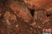 赣州江西发现蜘蛛新物种 为研究呵叻蛛属适应区域提供依据