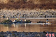 赣州歙县完成安徽首个县域生物多样性调查 共记录物种近4千种